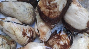 Cleaning shells for cooking. Pour water into a conch with a clam. Bubbles,Splash off.footage,video.