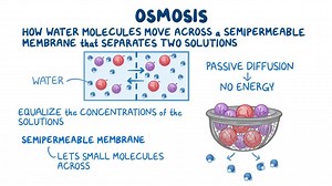 Video: Osmosis - Video Explanation! | Osmosis | Osmosis