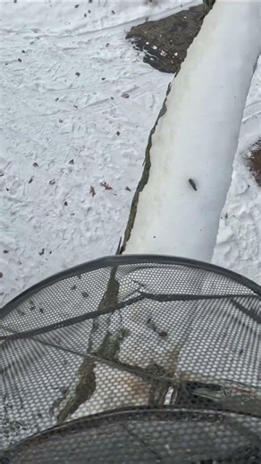 Cutting a large oak limb💪 #dungrovetreeservice #certifiedarborist #southeastmichigan