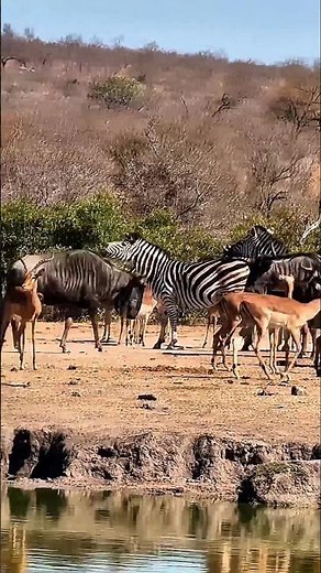 Zebra & Rhino Together 😱 | Africa’s Most Stunning Wildlife Moment