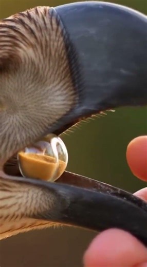 Time Flies When You're a Bird! ⏳🦅 #Bird #Hourglass #Nature #TimeLapse #WildlifePhotography