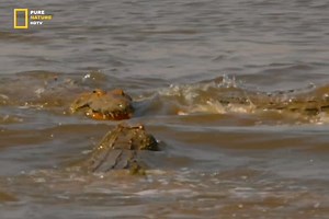 477K views · 25K reactions | Lion Country - Hindi Documentary Part 10 #jungle #wildanimals #documentary #discovery #purenaturehdtv | Pure Nature HDTv | Facebook