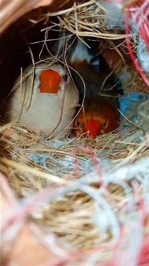 Mutation Finch pair 🌸|| Orange Finches|| #birds #finches