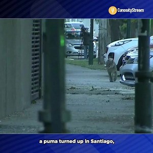 While the humans are away (in quarantine) the animals come out play! Presented by CuriosityStream. | cheddar news