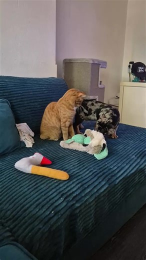 its oh so quiet shhhhh #pets #Dog #orangecat #Foryou