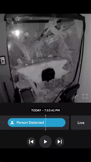 gecko dance #gecko #crestedgecko