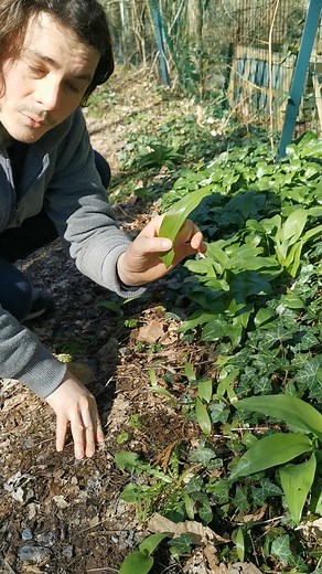 Attention si vous récoltez l'ail des ours, il pousse à coté d'une plante toxique qui lui ressemble ! Je vous montre la différence ici | Permavenir