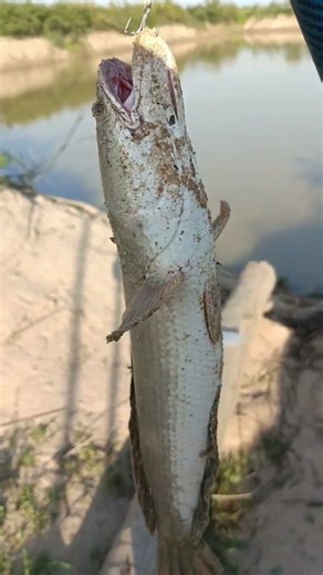 Catching the Biggest Fish You’ve Ever Seen! #fishingvideo #shortvideo