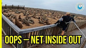 Training new rescuers means learning through mistakes, and catching lucky breaks. Today was one of those days. Our new team member Damian was mid-rescue when we noticed the net was inside out. That’s a problem: the side zips can’t be used, which usually means the seal has to be recaptured entirely - something we avoid at all costs to reduce stress. But this time, luck was on our side. The entanglement could be cut from the big opening, the seal stayed calm, and the team managed a smooth release 