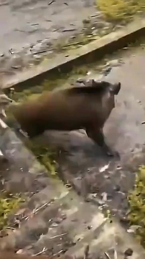 Hard fighting 👊 ✊ 💪 😠 🙆Pig 🐖 vs Dog 🐕 | T Zen News