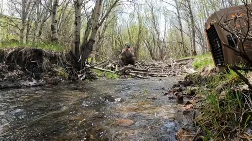 Defenders of Wildlife on Instagram: "Did you know we can help jumpstart ecosystem recovery in some rivers and streams by throwing large trees into rivers and building our own beaver dams? Just like beavers, the original ecosystem engineers, we don’t need hardhats or cranes to build these structures – just some logs and sticks and woody debris!! 🌳🍃 In the Bruneau Desert on the Idaho-Nevada border, USFWS is working with landowners to translocate beavers and install man-made dams to help streams 