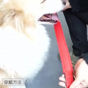 Best Seller Adjustable Pet Collar Safety Dog Puppy Collars With Metal Accessories Buckle For Small Dogs(s M Size) - Buy Christmas Dog Collar With Bells,Dog Training Collar,Decorative Dog Collars Product on Alibaba.com