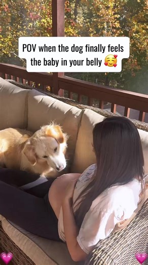 Can Dogs See Souls? Understanding Canine Sensitivity