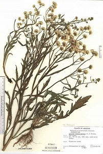 Erigeron bonariensis - Alchetron, The Free Social Encyclopedia