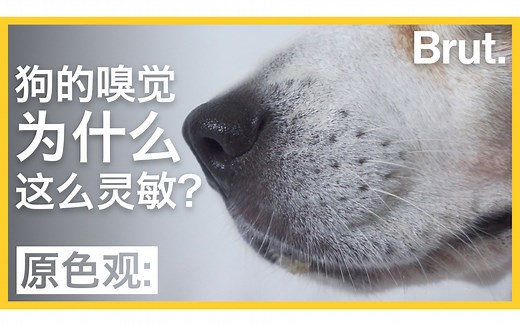 狗的嗅觉为什么这么灵敏？