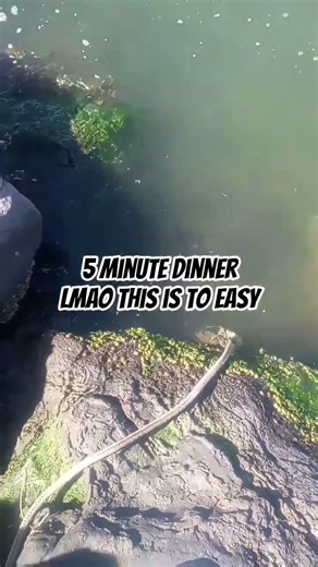 Half way to my limit!!! Been here 30 minutes. #hooliganclique #livebaitboyz #sfbayhalibutfishing