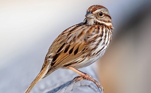 ¿Qué y cómo es una canción? | hacercanciones.com