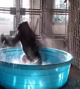 When monkeys act like a real human. #monkey | Daily Monkey