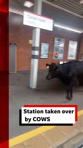 775K views · 5K reactions | Keep it moooooving now  It was udder chaos on Sunday as many rail passengers faced delays after a group of cows caused disruption on a railway station in south Wales Read more: https://bbc.in/4q8WV0I | BBC Wales News | Facebook