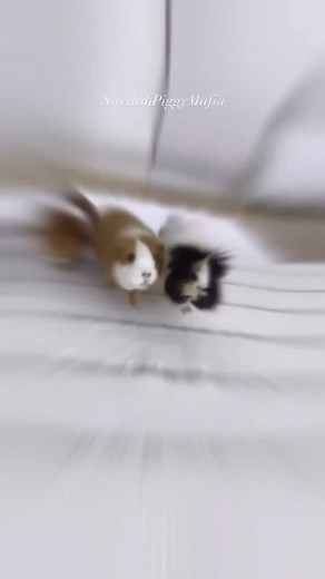 60K views · 15K reactions | Now this Monday is perfect after seeing this 藍❤️ #swedishpiggymafia #sweden #love #cute #guineapig | Swedish Piggy Mafia | Facebook