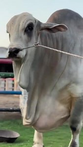 42 reactions | MASHA’ALLAH . . . . . . . . . . . . #familyphotography #beast #beautiful #family #health #Mashallah #cute #big #love #f4f #Gaints #love #huge #newbornphotography #bodybuilder #calf #prints | Karachi Mandi Scnz | Facebook