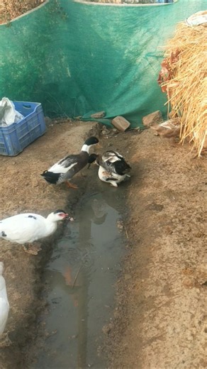 Indian runner duck farming in Indian village #cuteanimal #ducklife #duck #cuteduck #pekinduck