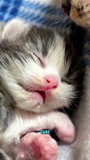 From Cold Streets to Cozy Dreams… This Tiny Kitten Finally Feels Safe 🥺🐾 #cutecats #petcare #cute