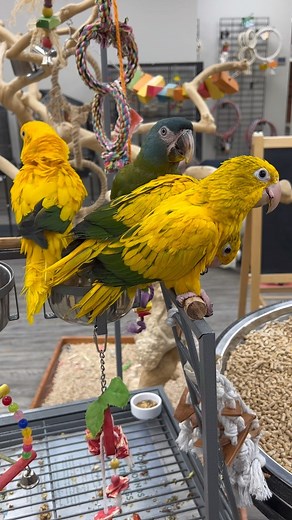 These Golden Conures and their Blue Headed Macaw friend are too cute together 🥰🦜 #goldenconure #goldenconures #conure #conures #conuresofinstagram #conuresofig #blueheadedmacaw #macaw #macaws #macawlove #macawsofinstagram #macawsofig #cuteanimals #cutebirds #happyparrot #parrot #parrots #parrotlife #loveparrots #parrotsofinstagram #parrotsofig #parrotstars #parrotstarsarlingtonheights | Parrot Stars