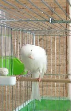 Persian Canary Singing