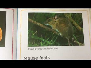 Animals:Mouse, Baby Einstein, Let’s Learn