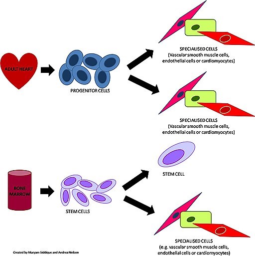 Progenitor Cells - Definition, Types, Vs Stem Cells and Function
