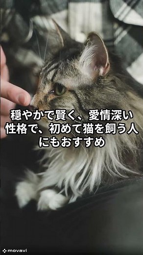 【実は知らない】『猫の雑学』「サイベリアン」