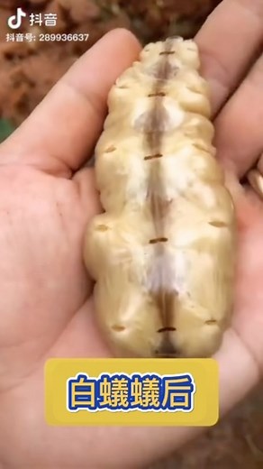 陳俊坤 | 好驚人😱 06/04。19:02 #昆蟲 #螞蟻 #白蟻 #生態 #生態攝影 #森林 | Instagram