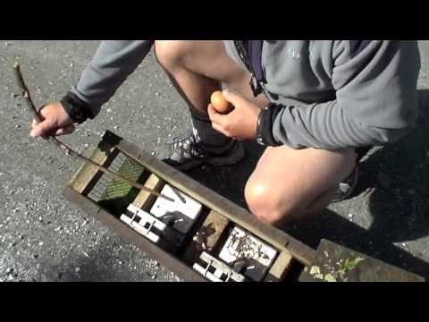 How to set a stoat trap