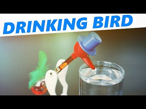 How a drinking bird toy works