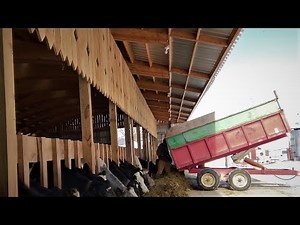 Feeding Cattle on a Dairy Farm