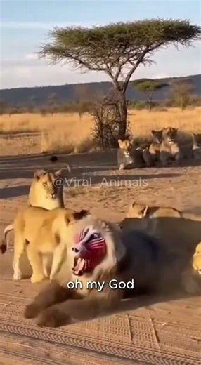 A Man Who Wearing Baboon Outfit Was Attacked By Lions #shortvideo #baboonoutfit #lionattack