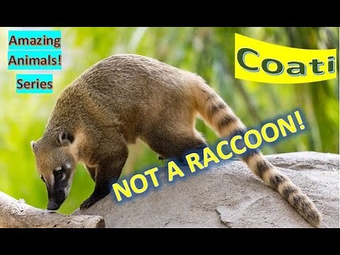 Coati facts 🦝 Coatimundi facts 🦝 size of a large house cat 🐈