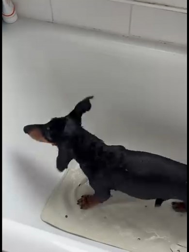 6.3K views · 272 reactions | “Warm bath day for Bruno! ✨ He loves...
