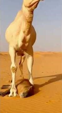 When a Lost Capybara Found a Camel's Best Friend #cute animals #funny capybara #wildlife