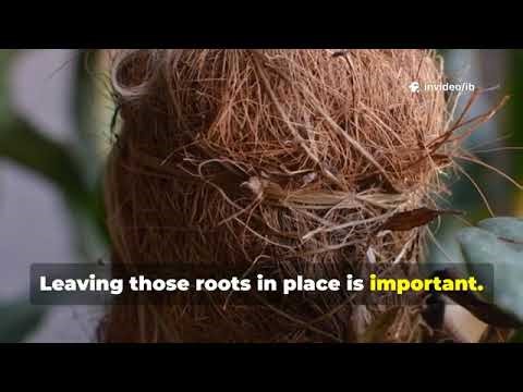 The 4,000 Year Old Crop That Fixes Dead Soil And Most Gardeners Ignore It