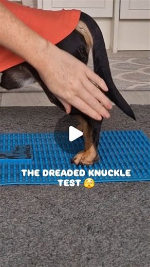 Spudd IVDD warrior on Instagram: "The knuckle test is PART of the neurological exam to test the dogs conscious proprioception. A dog with no issues will usually flip it back super quick, and they might not even let you flip it which is good, 👌 but in the case of the IVDD dog and a potential disc herniation, it will most likey be delayed, this is not good. 🥺 Before surgery, Spudd would not flip it back at all, but since surgery, it's been slowly improving each week. ❤️‍🩹 #dachshundmix #ivddsur