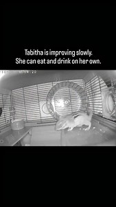 1.3K views · 149 reactions | Tabitha (my chipmunk with the head...