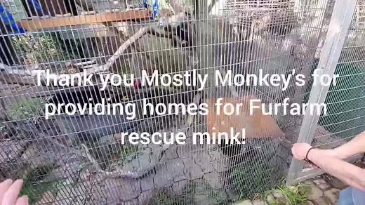 Peep the Mink got adopted by Mostly Monkey's 🐒! Donate to Mostly Monkey's: https://secure.givelively.org/donate/mostly-monkeys Website: https://www.mostlymonkeys.org/ | Saveafox Corporation