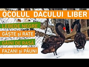 Ferma DACULUI LIBER. Lebede, Găini , Gâște, Rațe, Bibilici și Fazani de diferite rase #viațalațară
