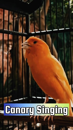 CANARY SINGING TRAINING #Canary #kanarie #kanarienvogel #bird #animal #vogel
