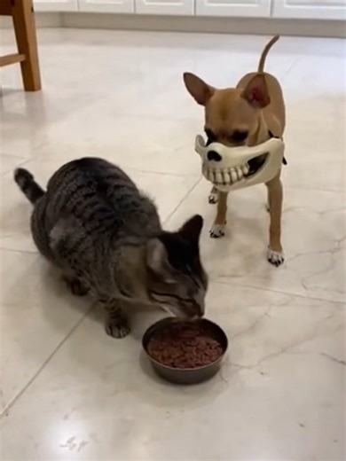 Chihuahua scared cat by wearing mask #cat #catsoftiktok #chihuahuastiktok #prank #viralvideo