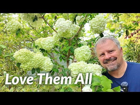 25 Different Viburnums! My Favorite Spring Flowers!