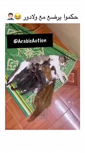 868K views · 6.7K reactions | Alex Andre on Reels | Facebook