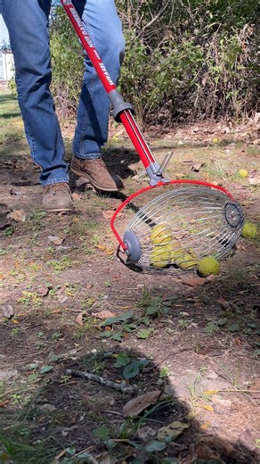 Picking up walnuts just got way easier with the Nut Weasel Large Nut Gatherer! 🌰🍂 Save your back and your time! With its ability to pick up objects ¾" to 1" in size, it’s perfect for walnuts, sweet gum balls, magnolia seed heads, and more. This tool truly saves time and effort — and it’s actually pretty fun to maneuver! 👍 For acorns or smaller nuts, check out our small and medium sizes. https://www.gardenersedge.com/weasel-nut-gatherer/p/VP-WNG #walnuts #acorns #crabapples #nutsandseeds #yard